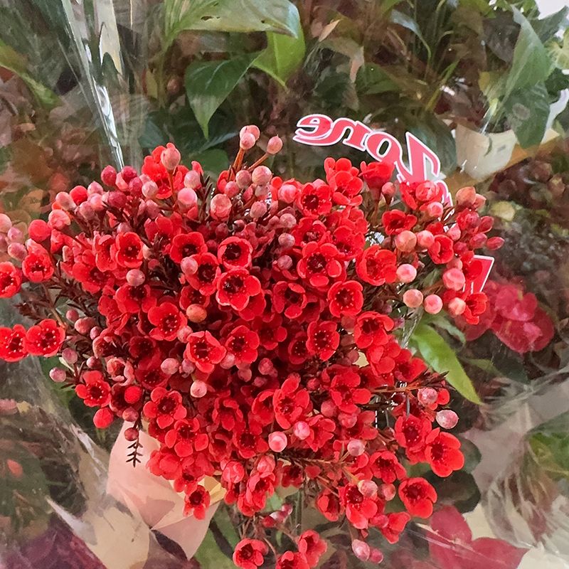 【鲜花】腊梅红色1束