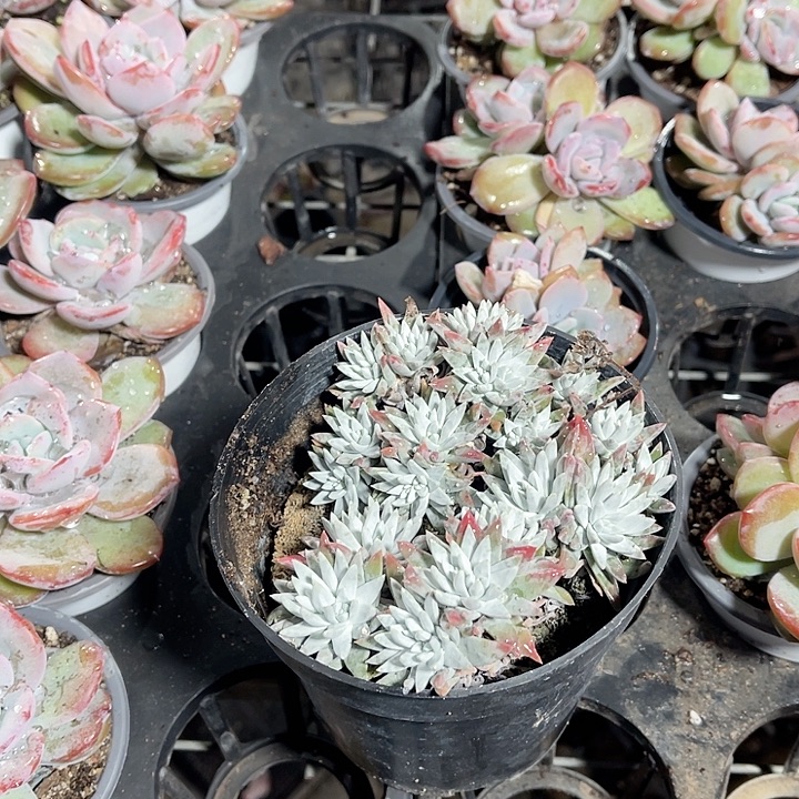 松***龙大白菊精品多肉植物