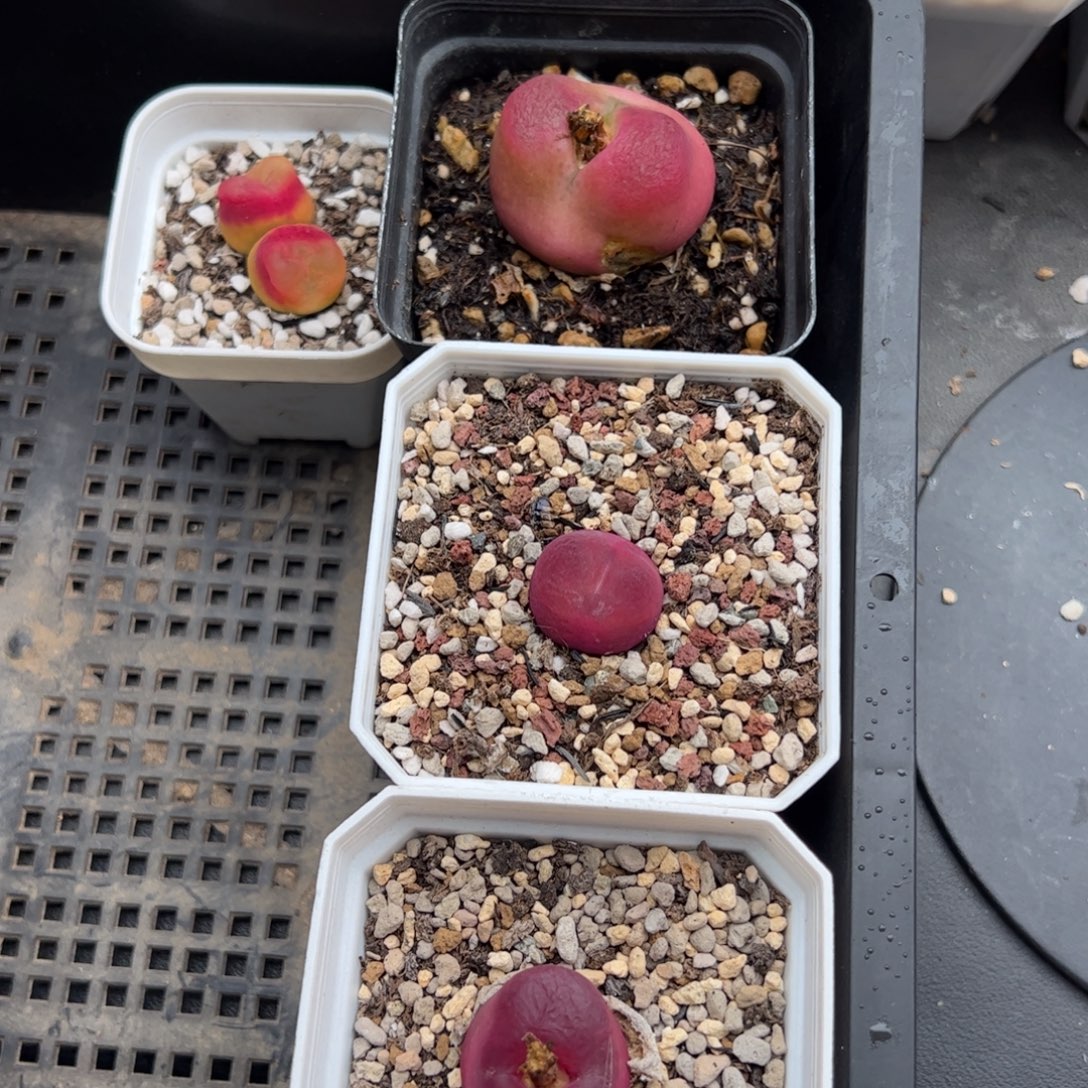 叉***ᐉ0379号毛4颗 多肉植物