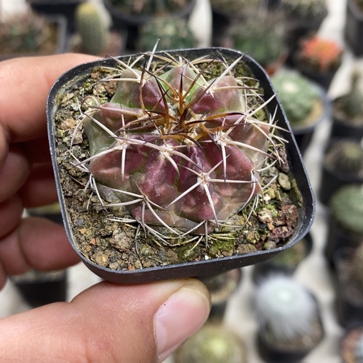 实生紫皮圆盘玉特价