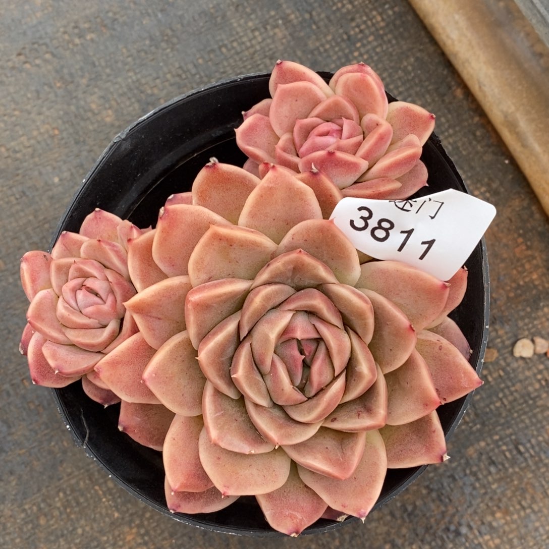 陌**开杂交精品多肉3811