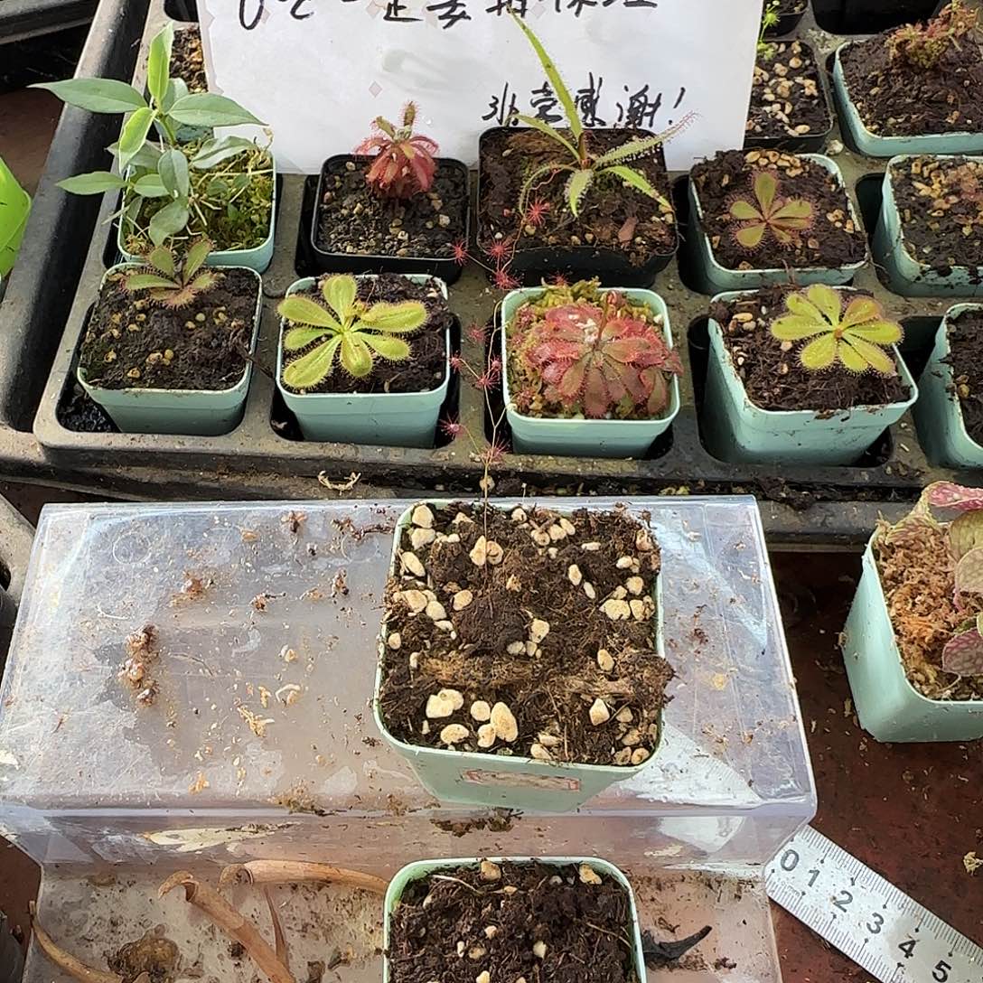 飯***无花朵流苏萼茅膏菜