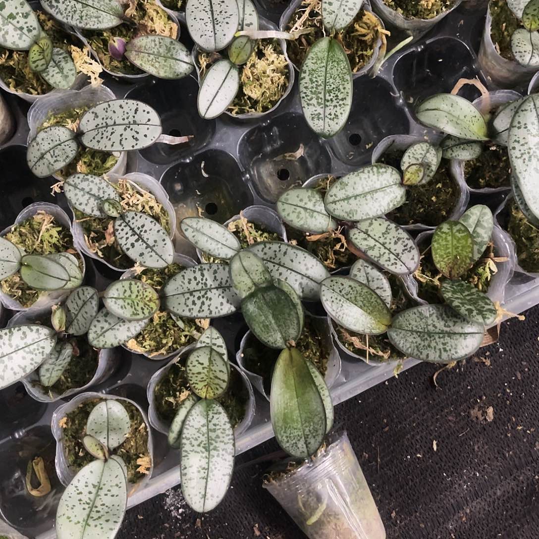 当前无花栽培后可以开花蝴蝶兰银叶西1.7