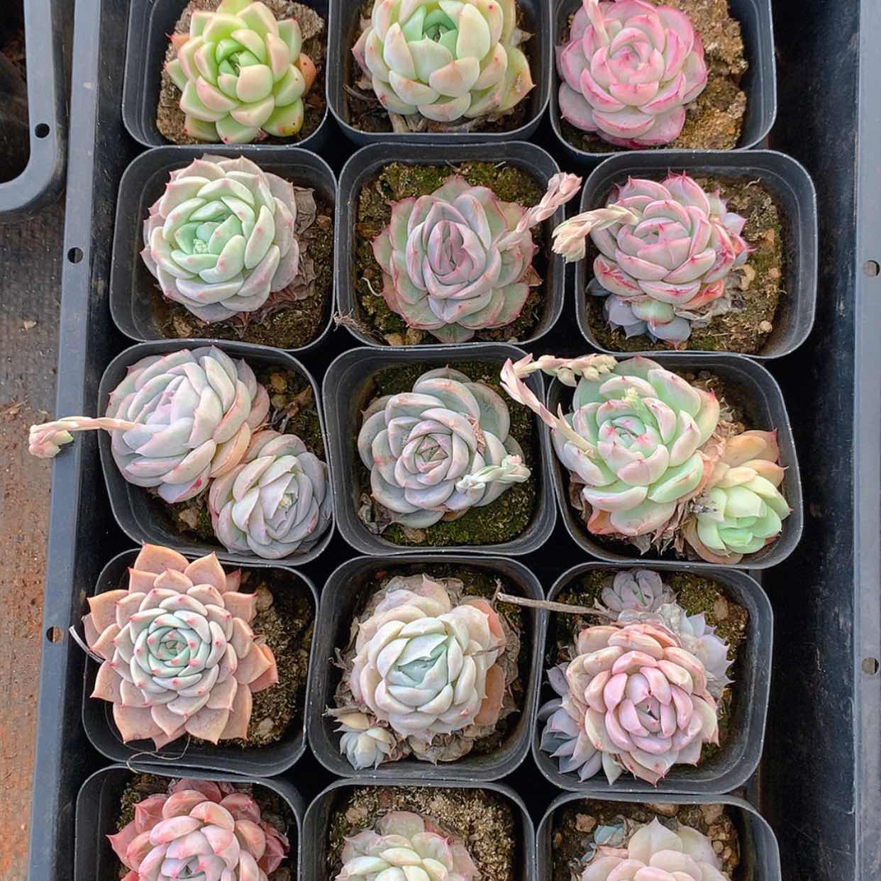 【闪购商品】云2374