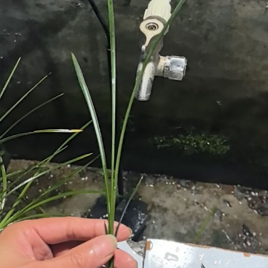 完全开放都江红素龙头引种