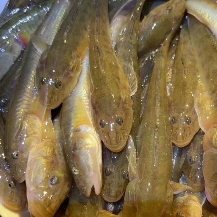 连云港小龙鱼8-10条左右速冻锁鲜沙光鱼胖头鱼冷链直发新鲜海鱼