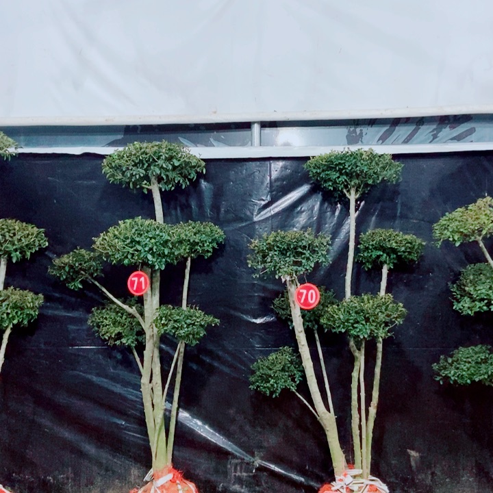 一物一拍一物一拍