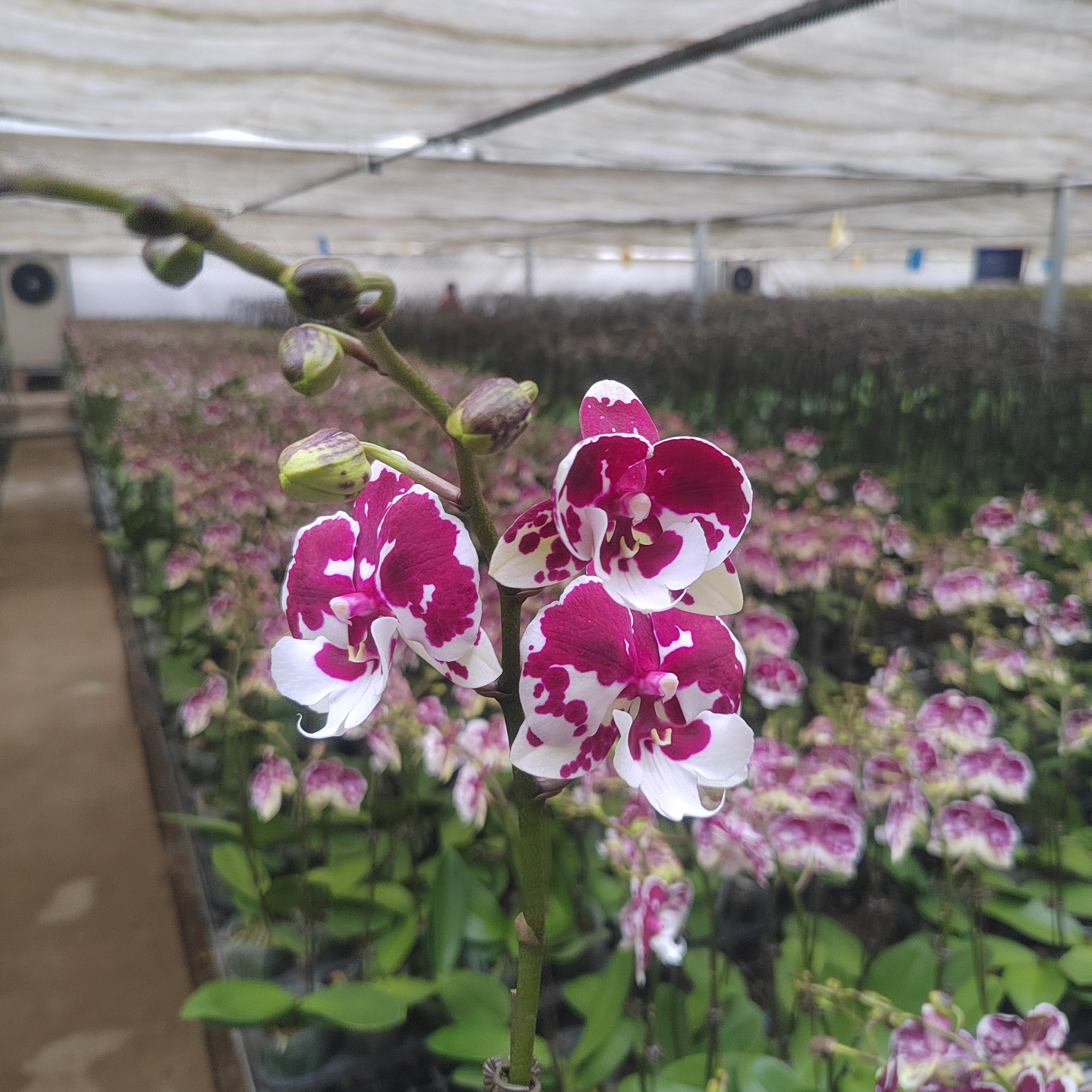 【蝴蝶兰-一千零一夜】-3寸杯开花株蝴蝶兰绿植花卉盆栽美观