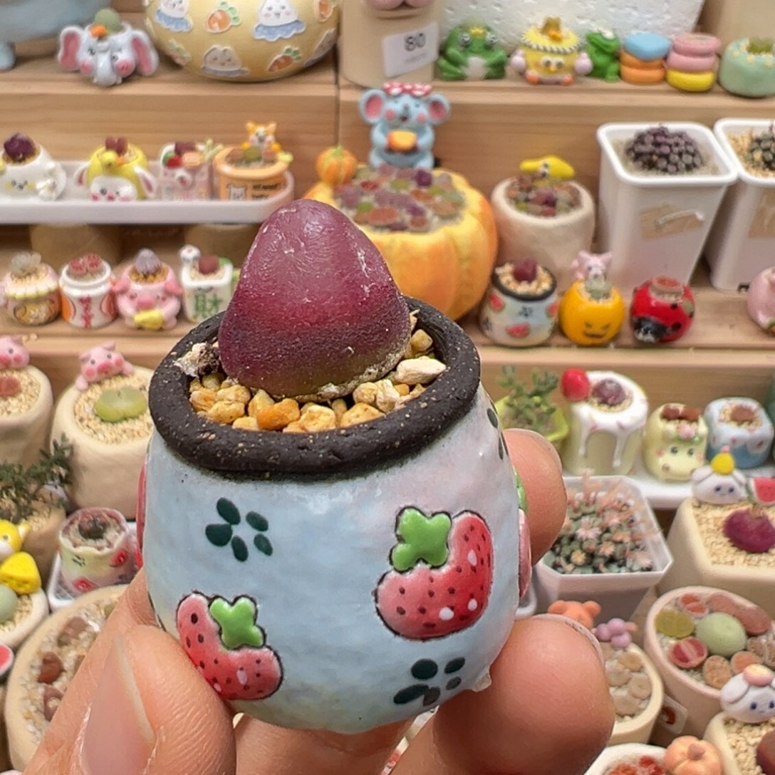 多肉植物132号灯泡