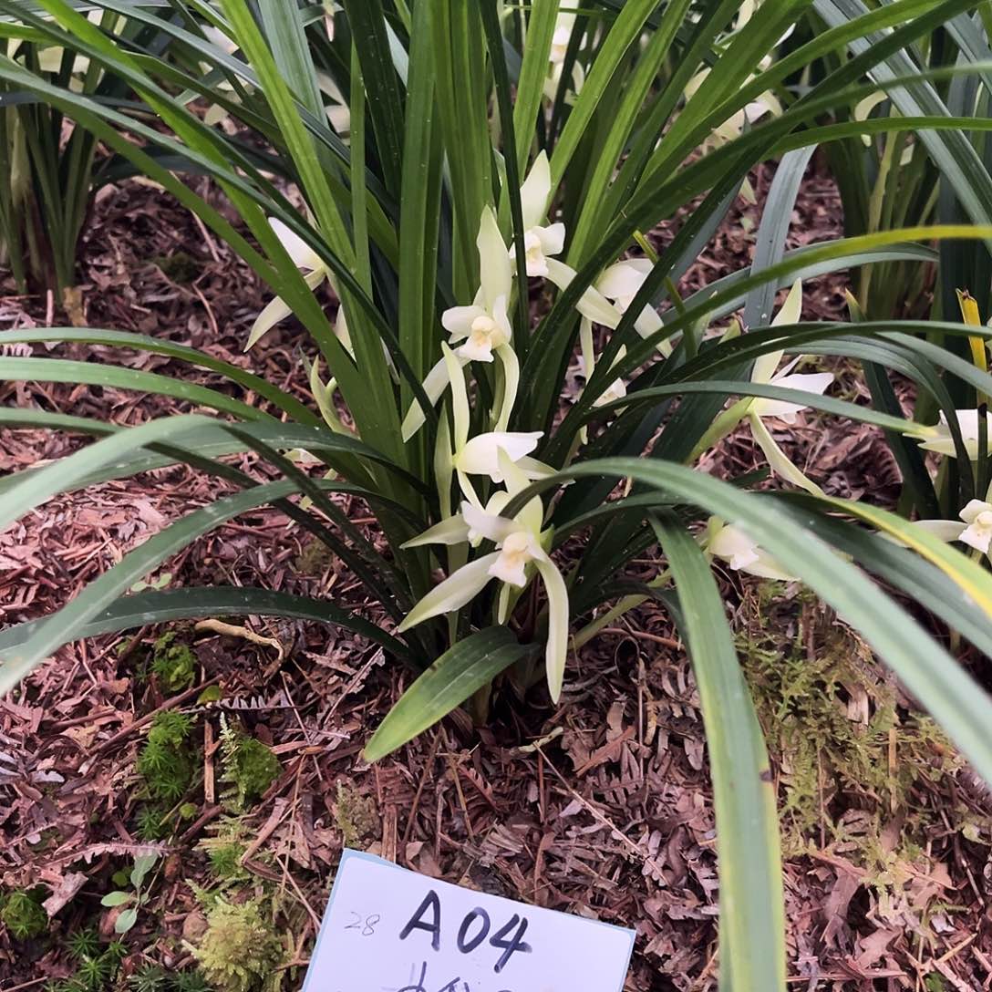 大部分花苞少量开放