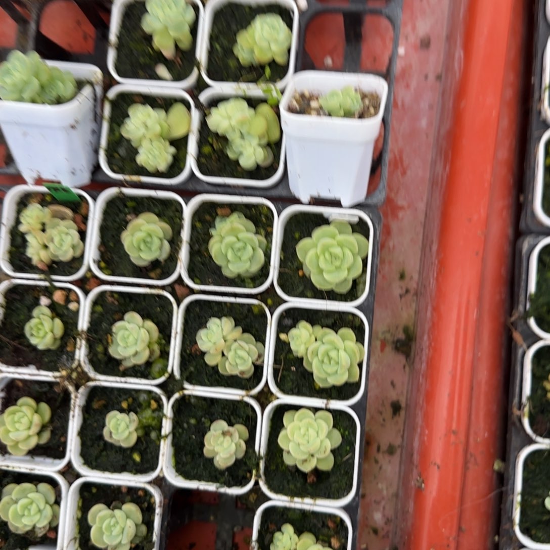 夜***游清音财富盆一个6床满25包邮