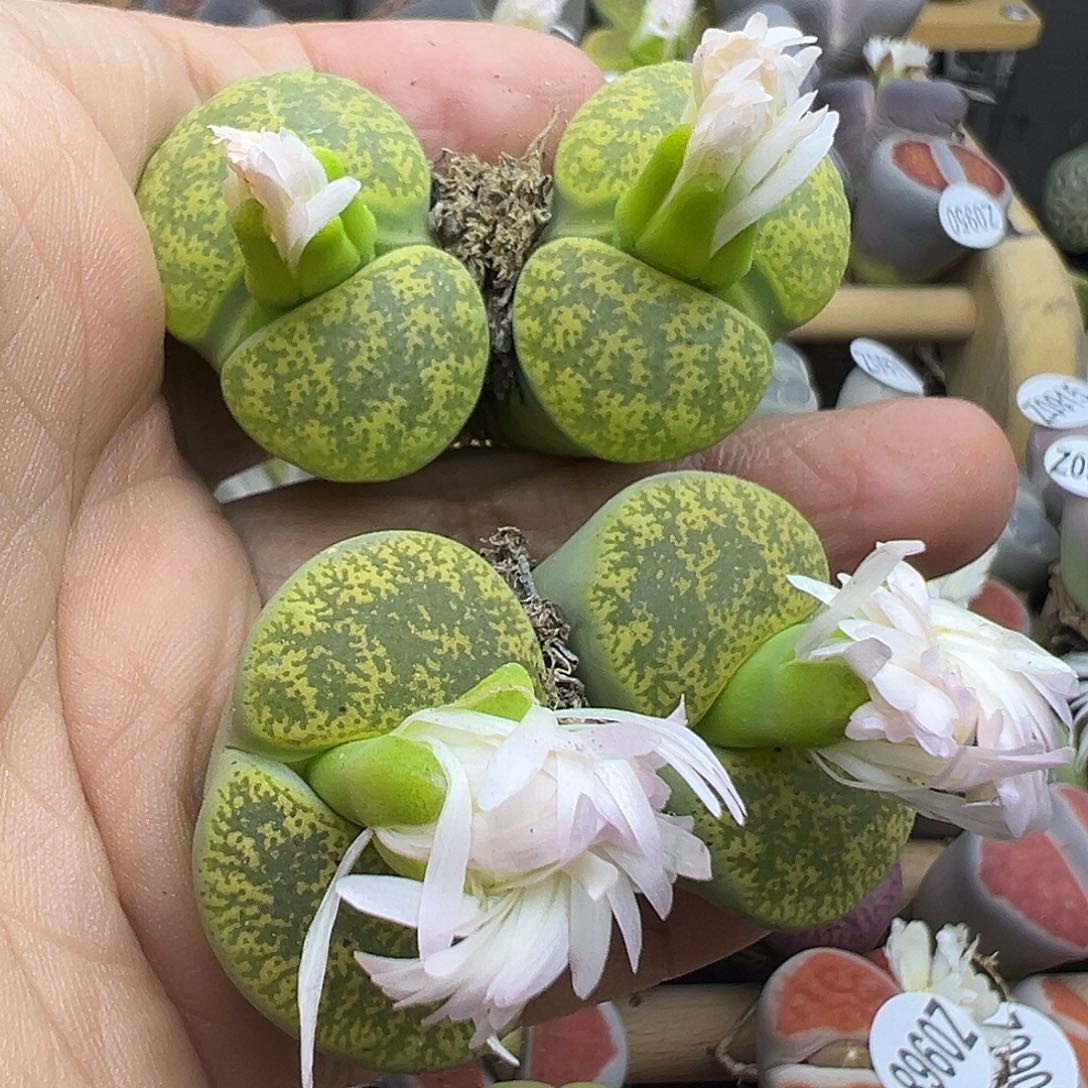 976下播福利炸了1111111