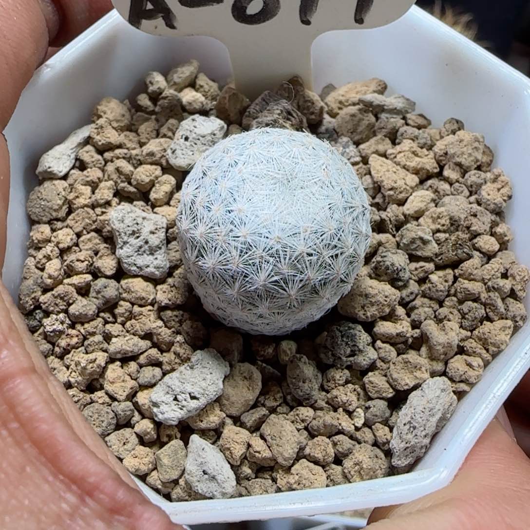 A-077实生日系输入白鸟。多肉