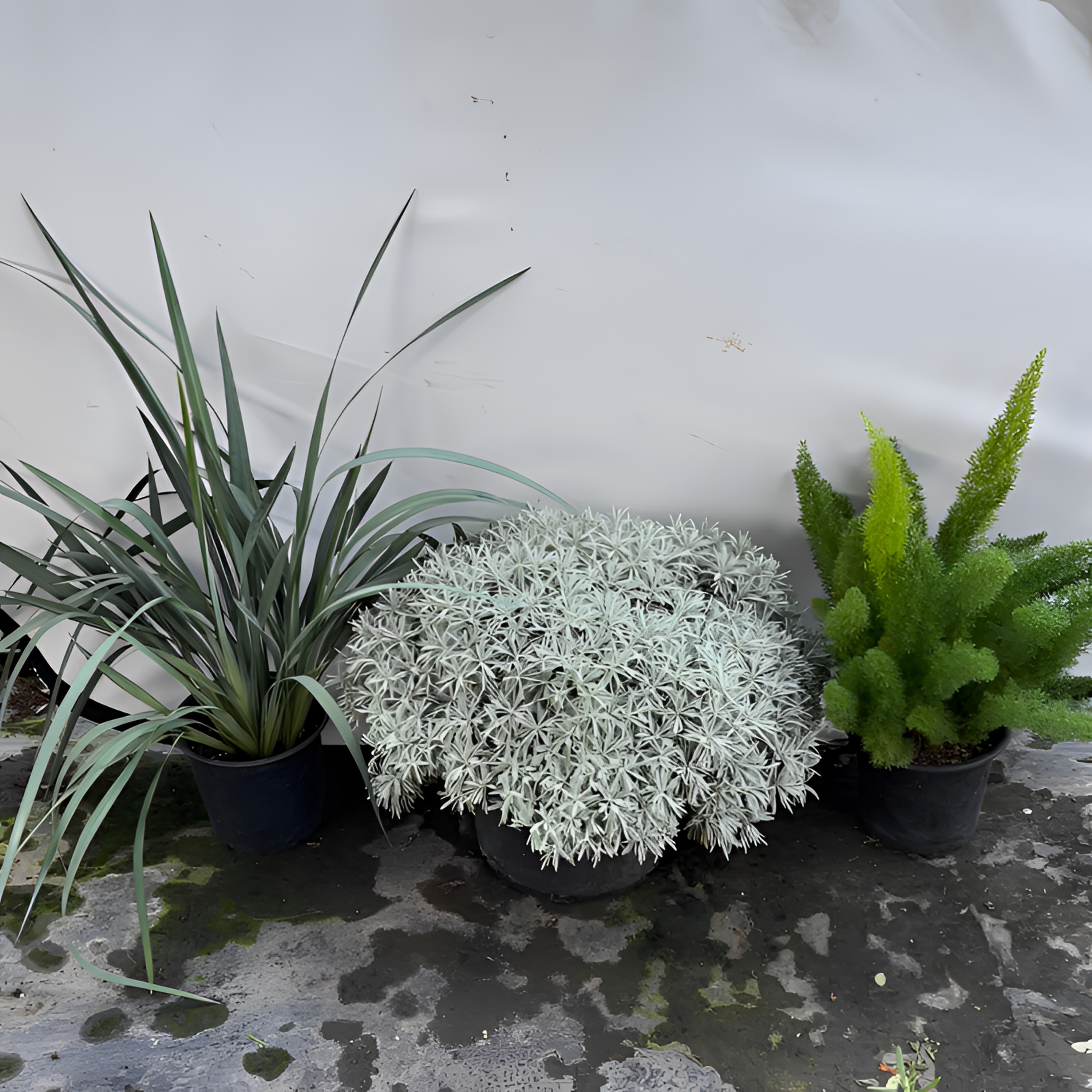 庭院阳台花镜植物组合，乌托邦蓝叶山菅兰，芙蓉菊，狐尾天门冬