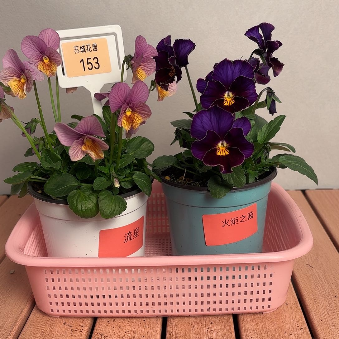 大部分开放少量花苞153