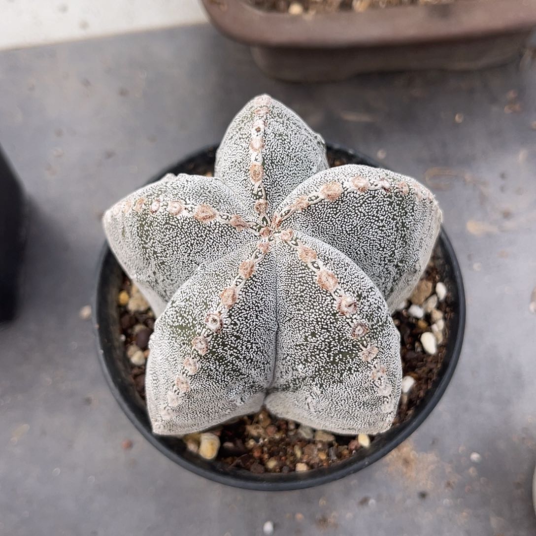 恩冢鸾凤玉一物一拍