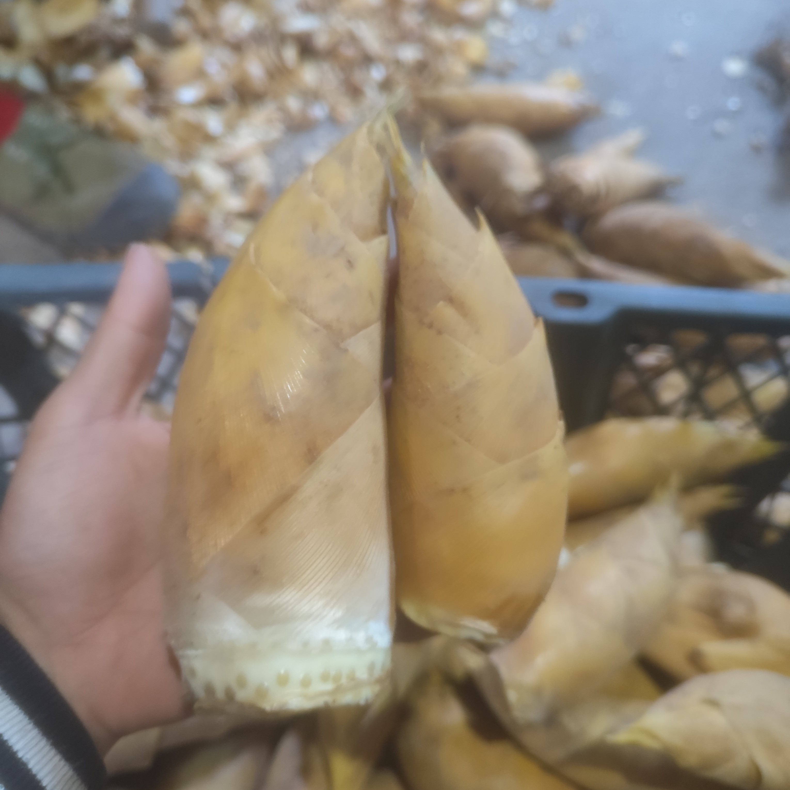 现挖新鲜冬笋高山竹笋两头尖应季蔬菜脆嫩爽口产地直发净重发货