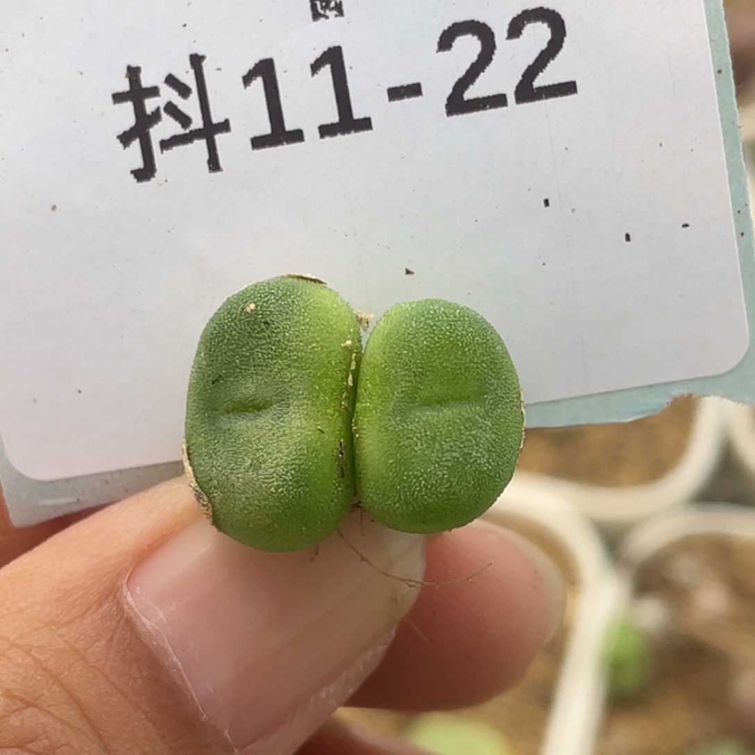 11-22水晶鞋多肉植物