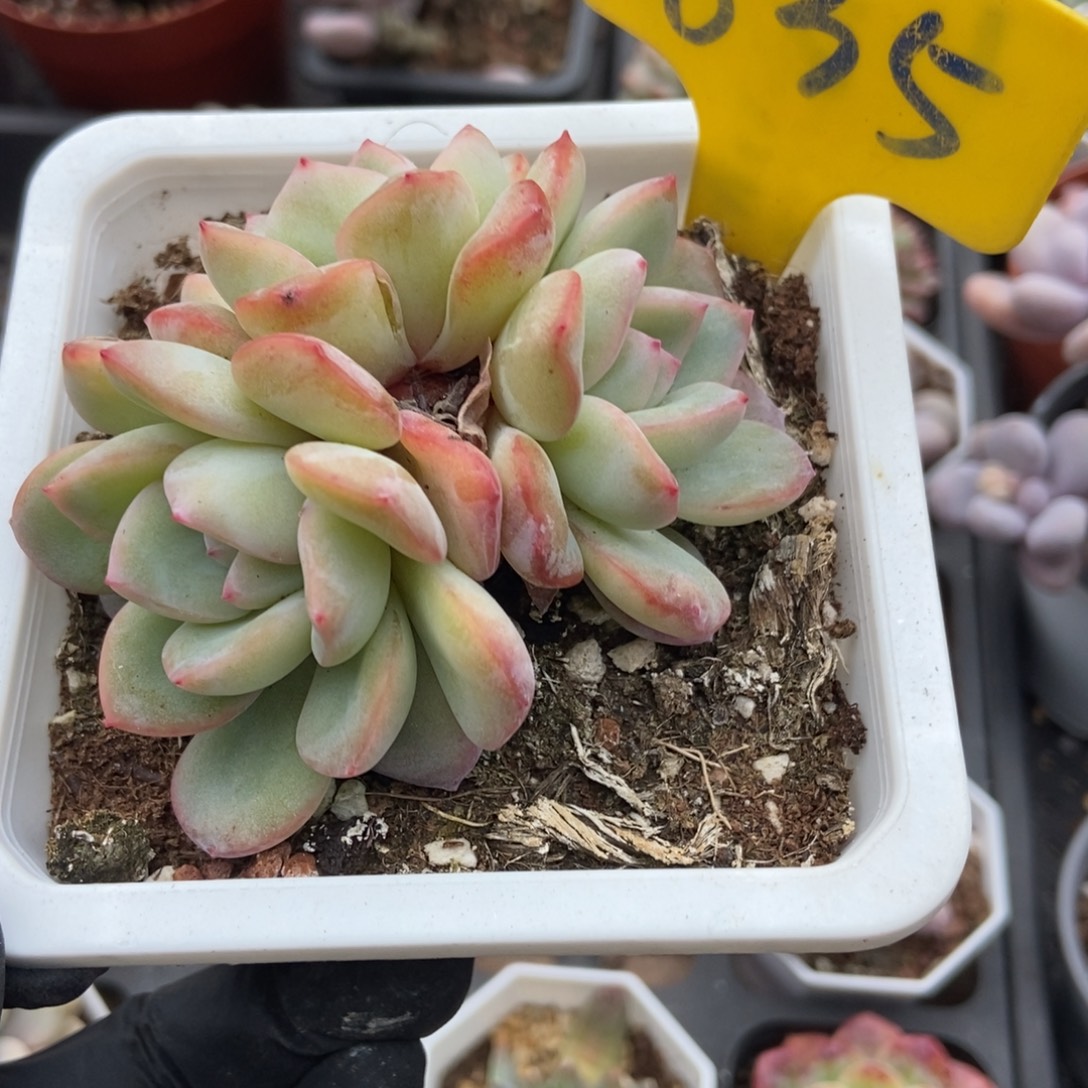 635泡芙多肉植物多肉