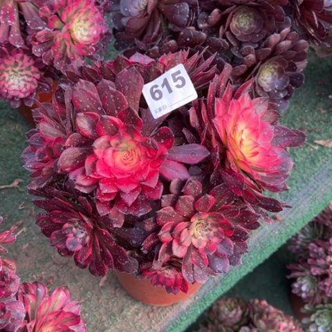 615烟花朵朵多肉