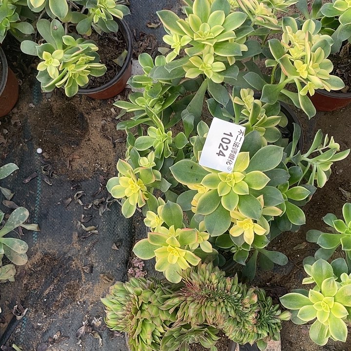 1024，颜日辉2颗，抹茶缀