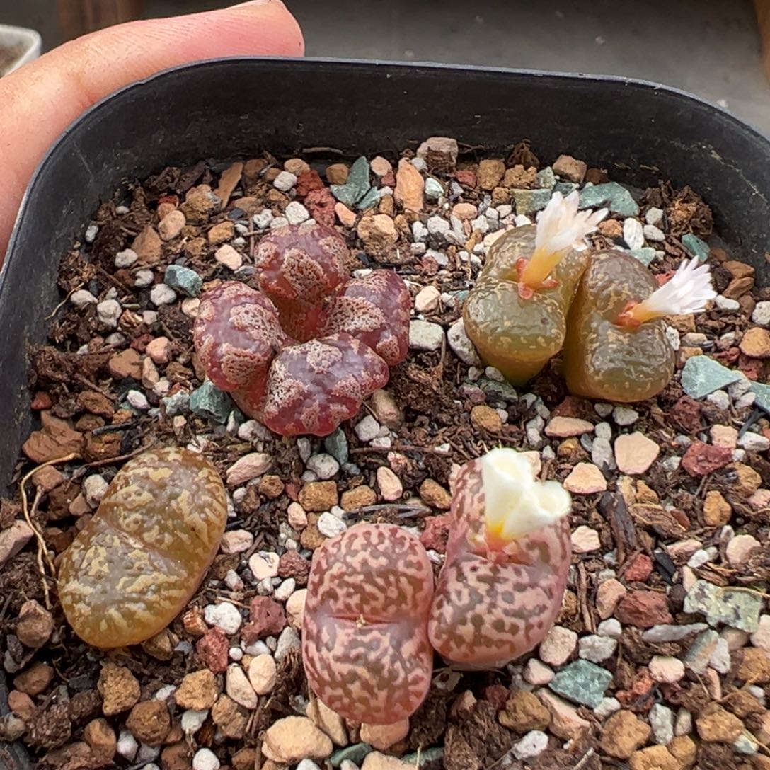 10.1好看的多肉脱土发货562