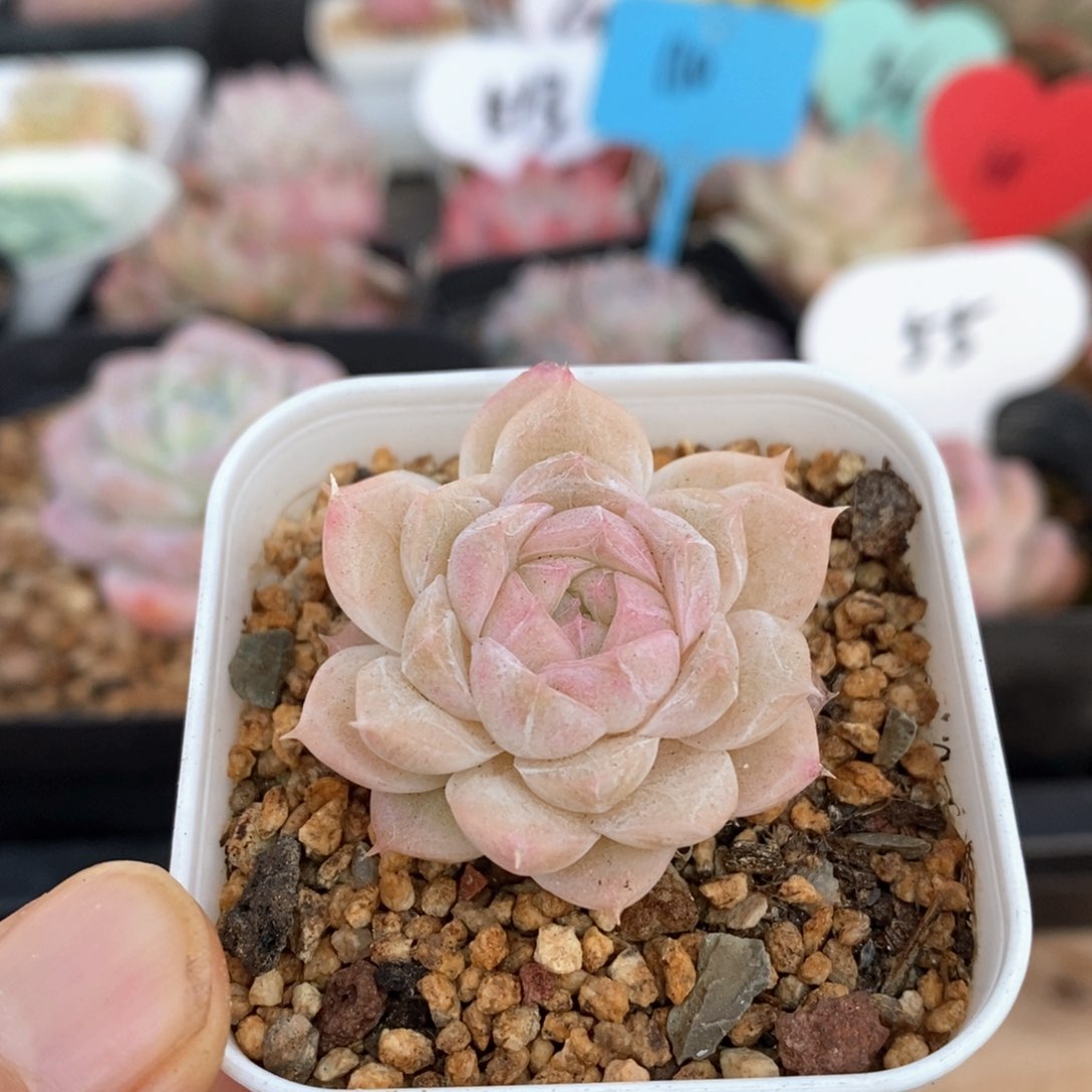 精品多肉一物一拍不包整149