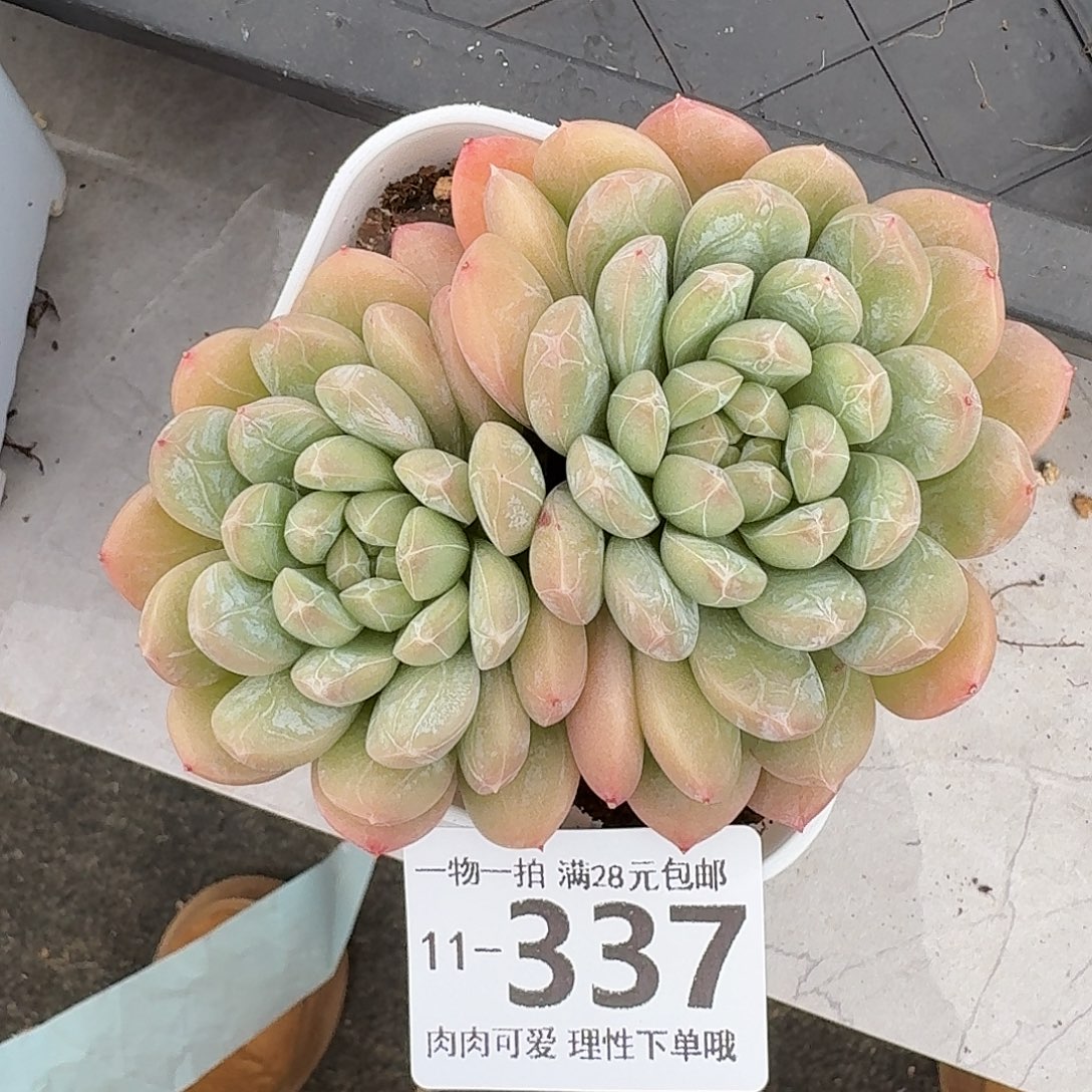 百达翡翠无盆土发货