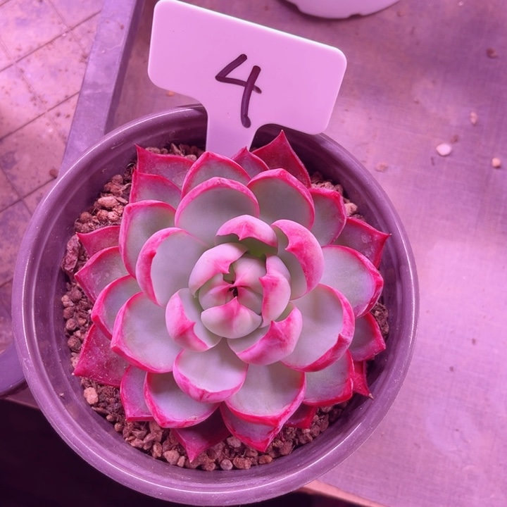 我是第一百个为妖姬应援哒