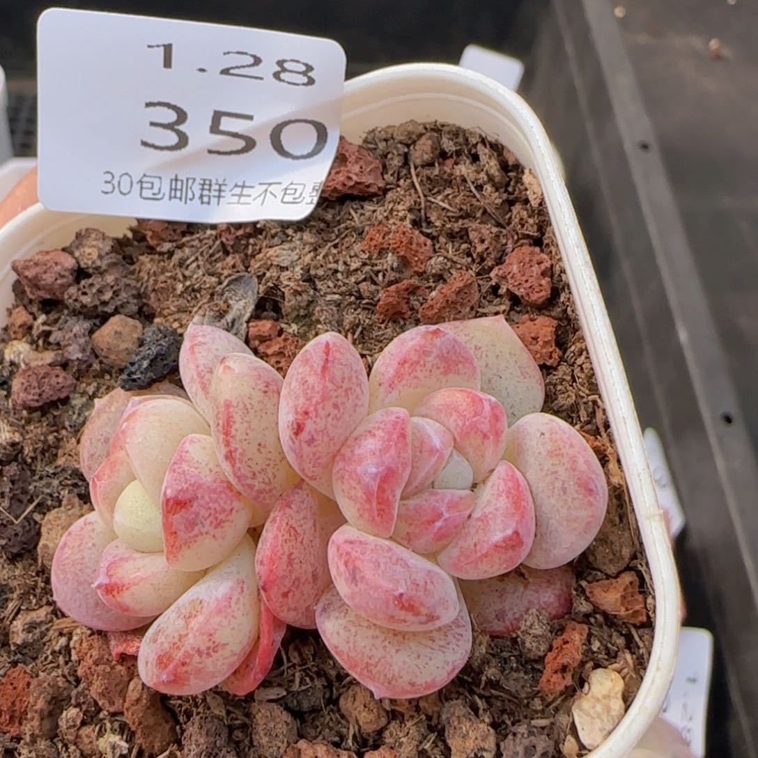 紫皮血斑冰玉双头