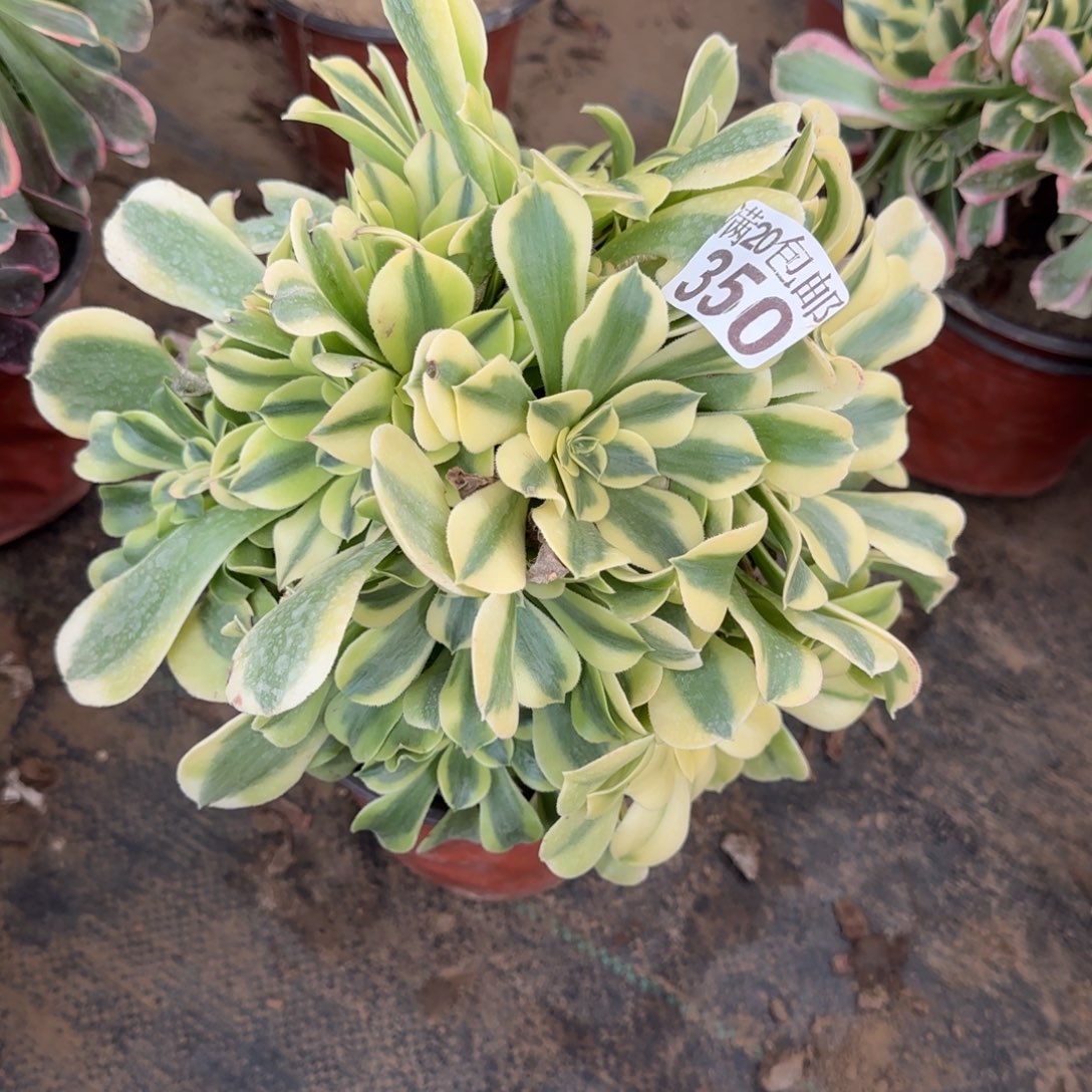 绿豆沙350满20包邮断枝不包