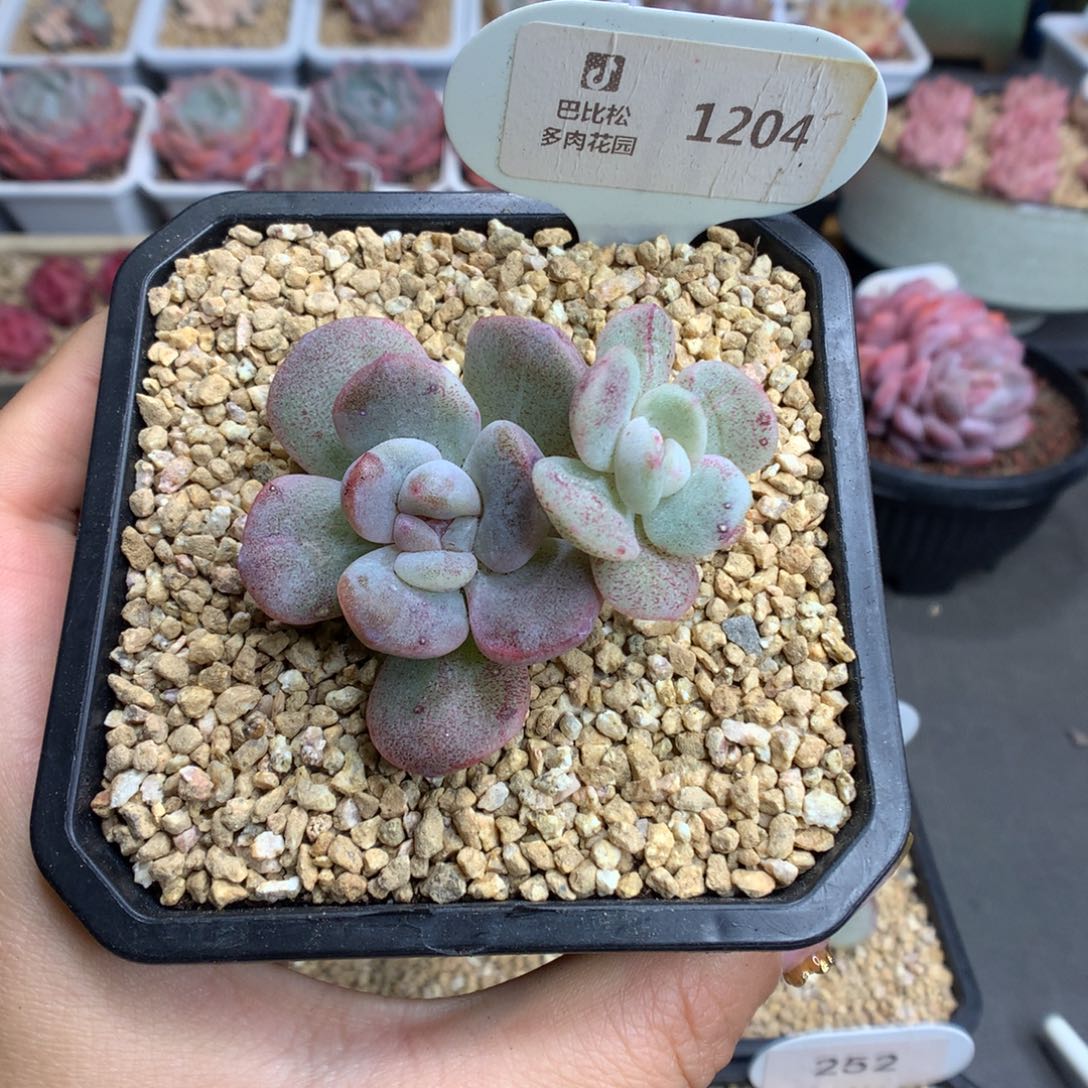 1204双头冰玉石化多肉植物