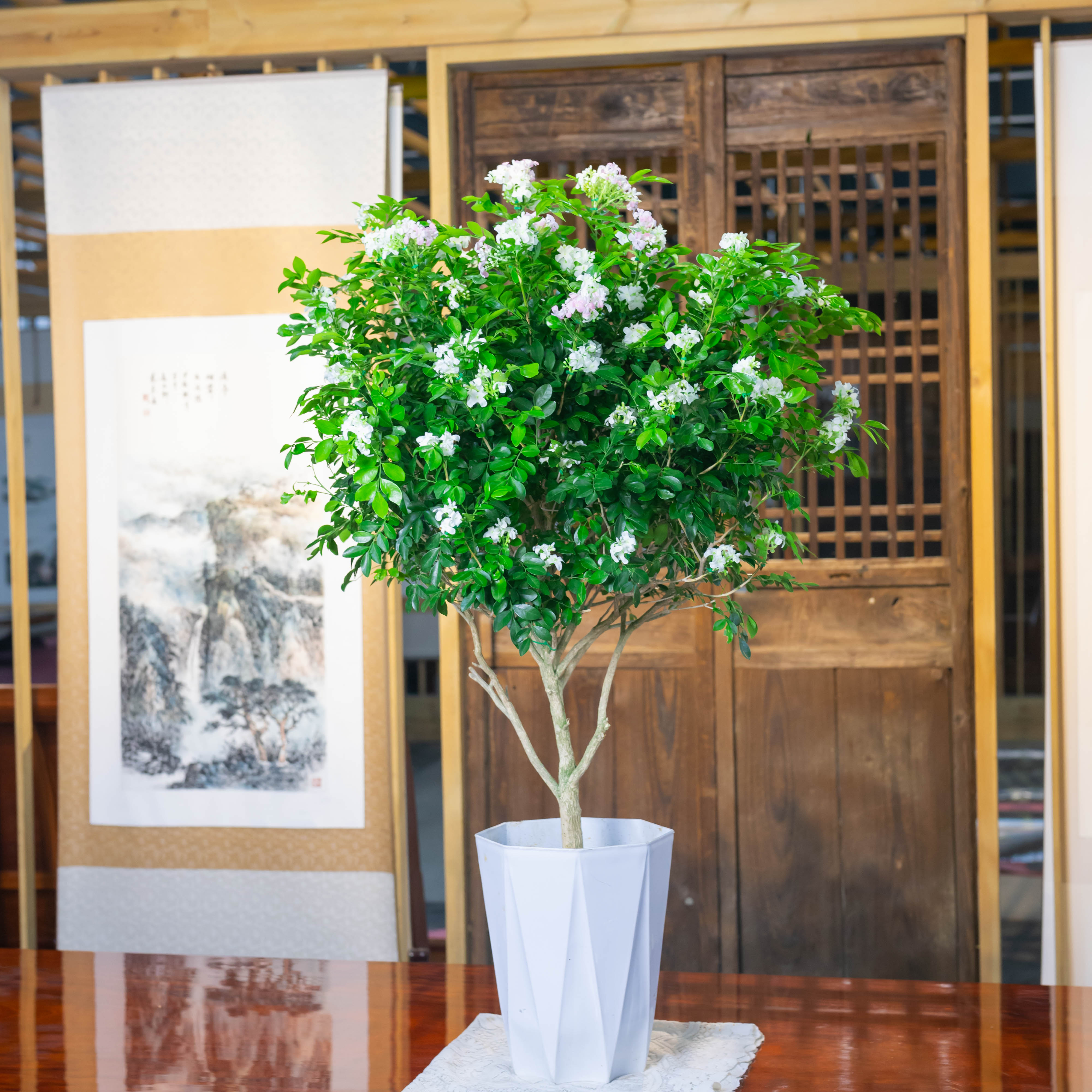 浓香九里香90-110老桩带花苞四季开花发货花香驱蚊简单好养
