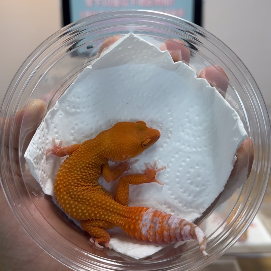 豹纹守宫雨水蜜桔妹妹