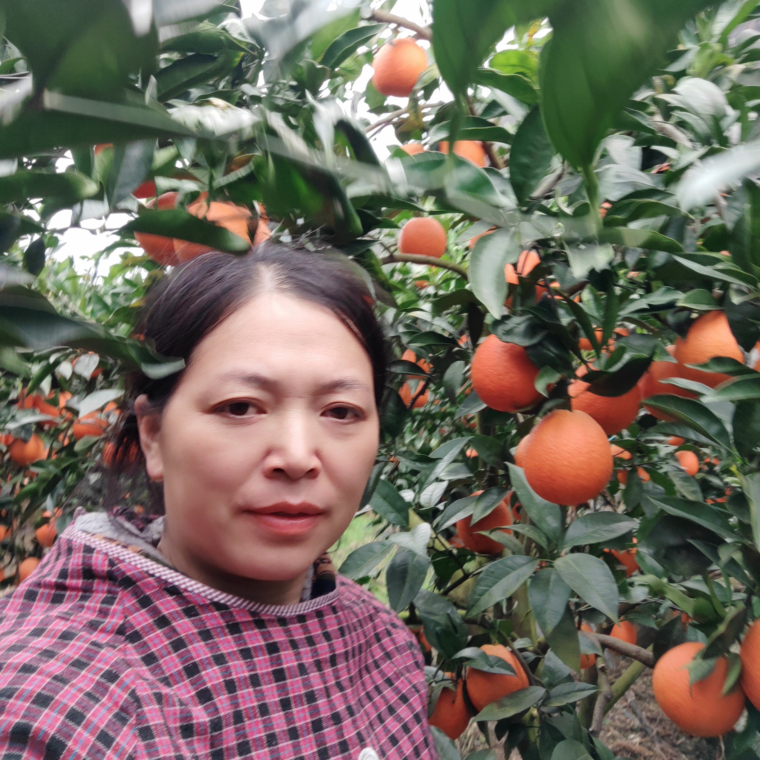 四川省凉山雷波脐橙新鲜应季水果多汁香甜产地直发精品小果