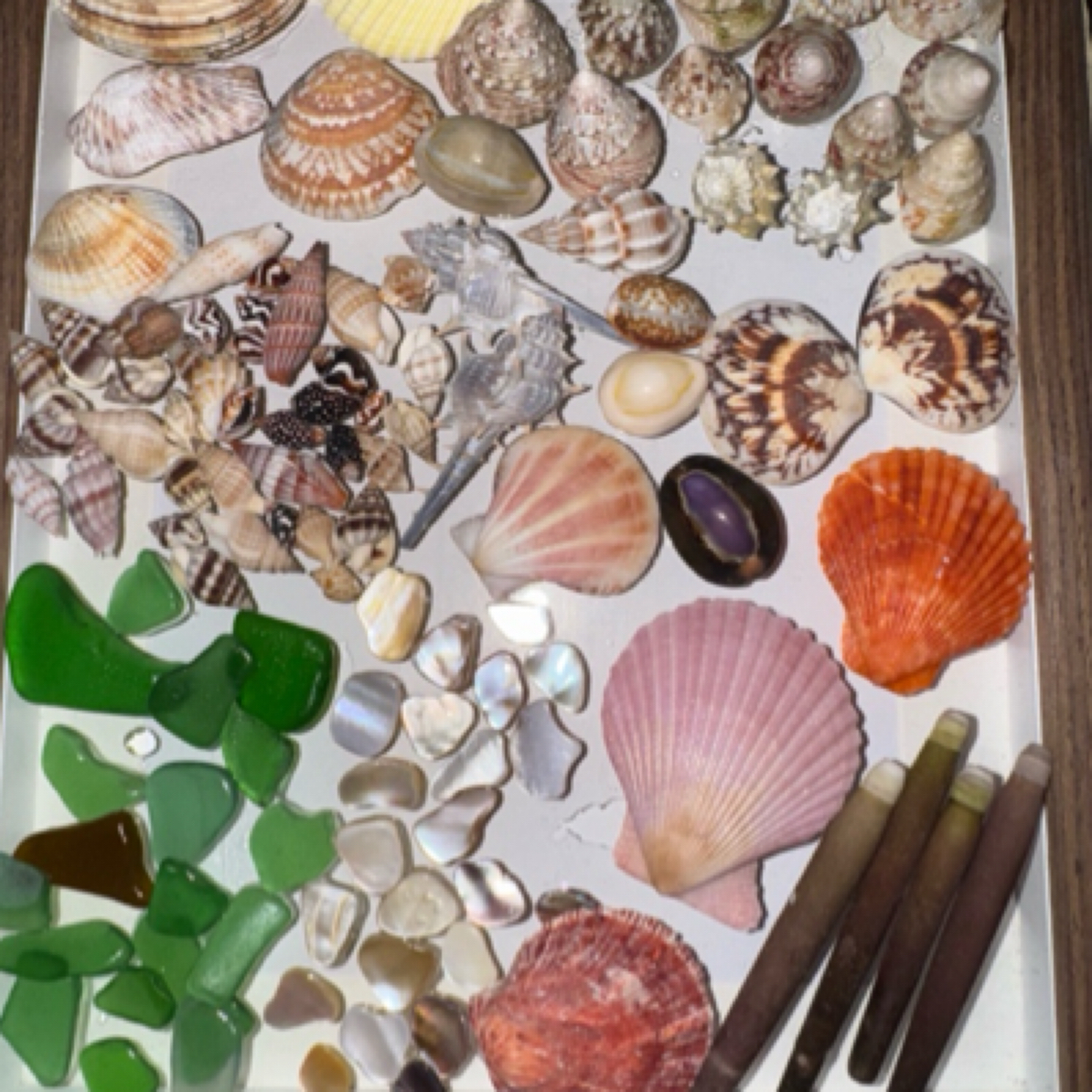 可作寄居蟹换壳材料礼物