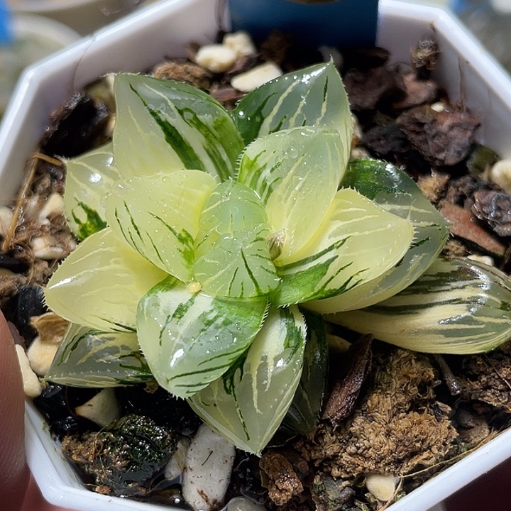 629大型玉露锦特选福利