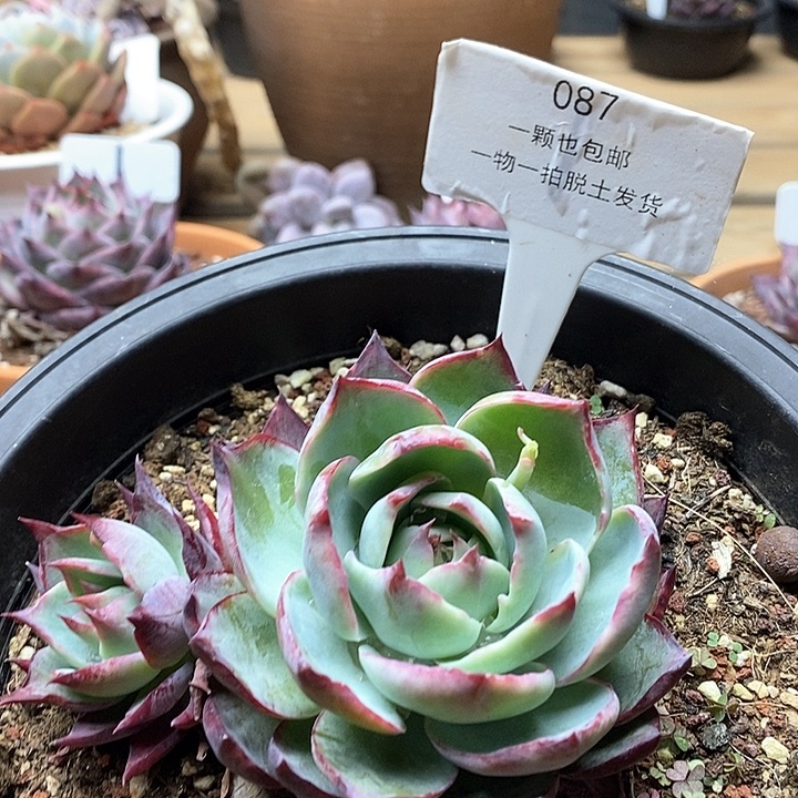 惊鸿仙子三头087