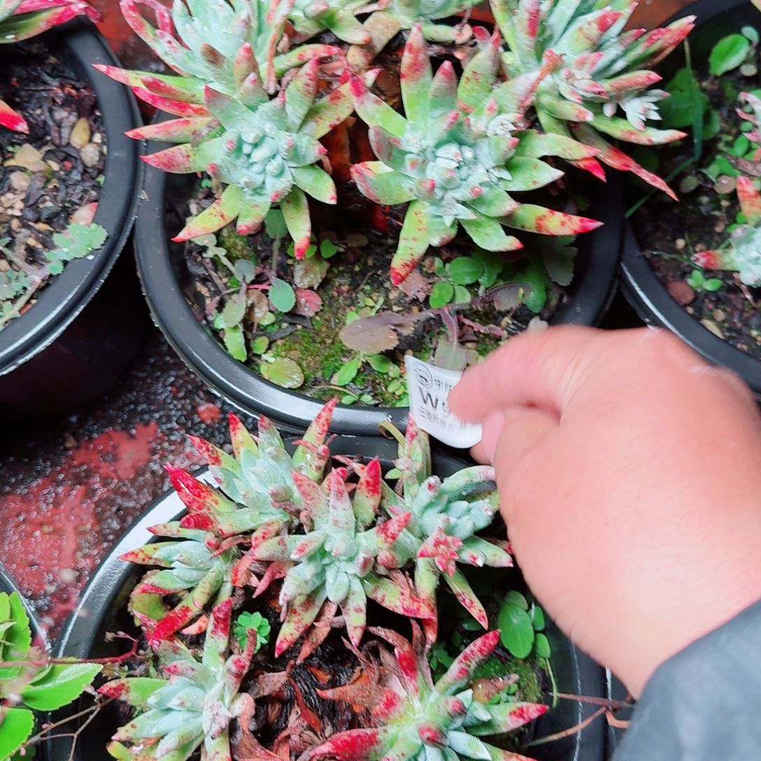 9571蓦然一白菊多肉