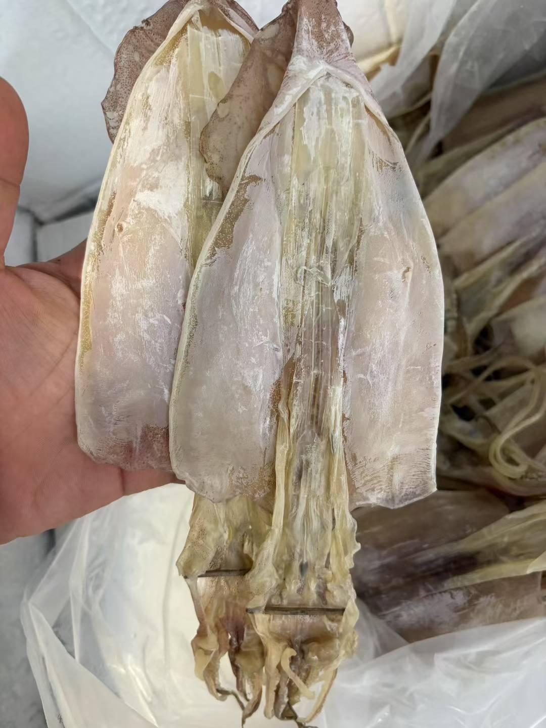 汕尾本港日晒大鱿鱼干本港鱿鱼可炒菜烧烤