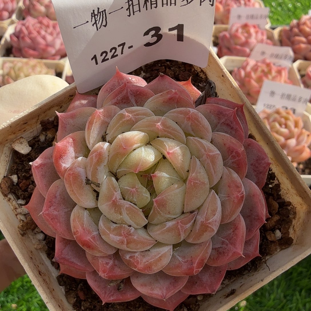 1227-31多肉一物一拍