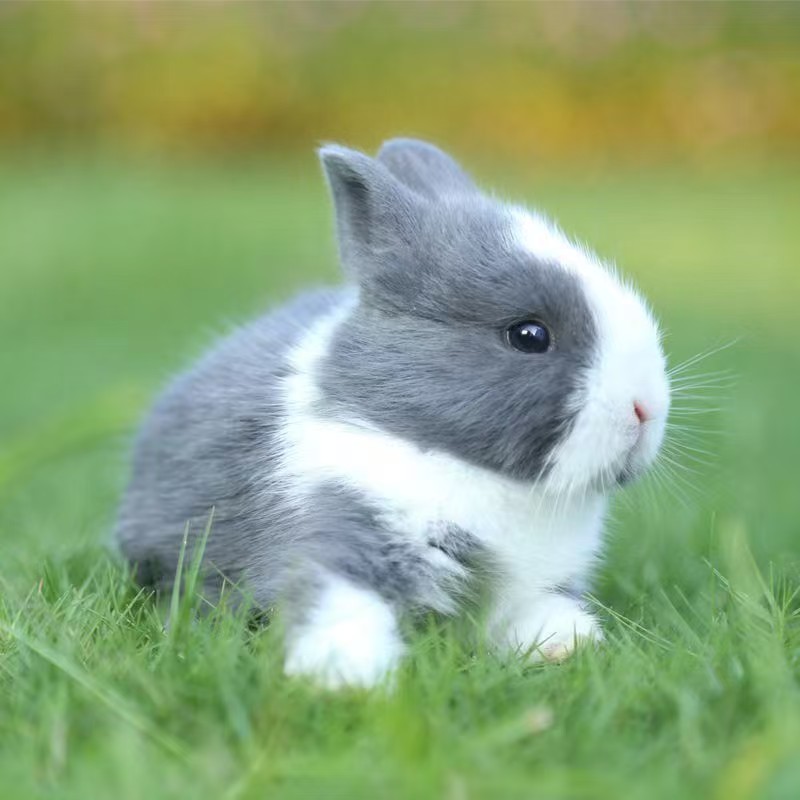 适合宿舍家养的长不大迷你侏儒垂耳宠物兔活体