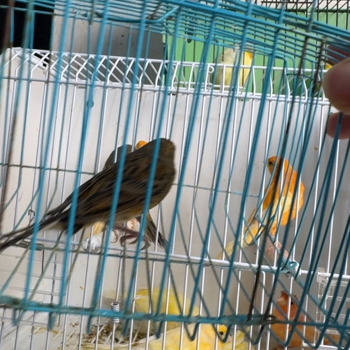 春***香文鸟桂皮尾巴短母一只明天发