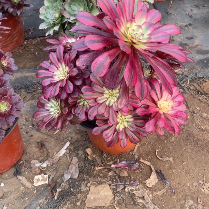 344美法师多肉不售后