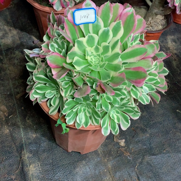 1048白凤多肉111111