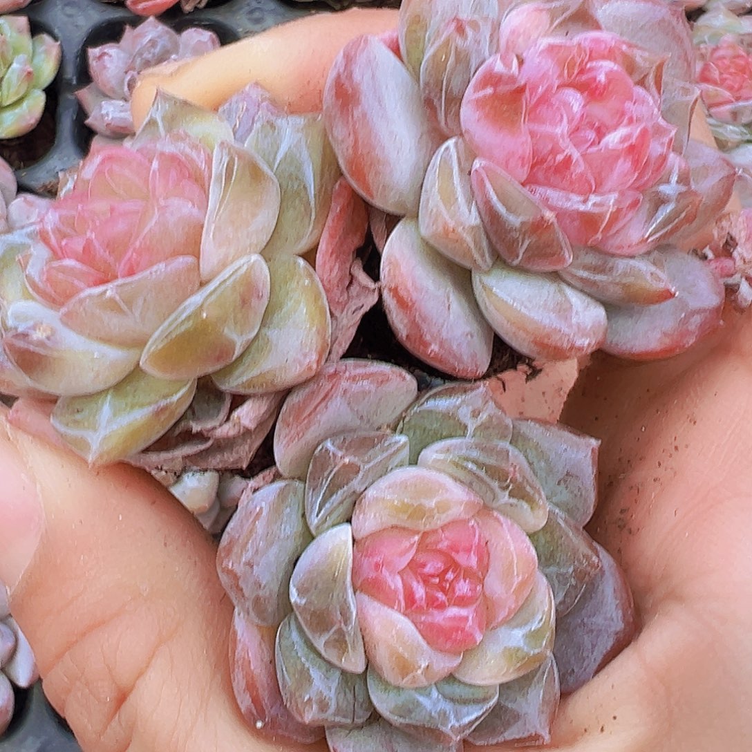 精品冰魄苗3颗多肉植物