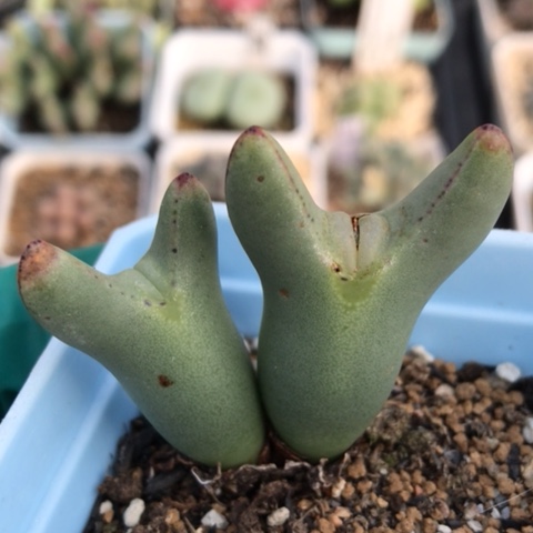 多肉肉锥 皮卡丘