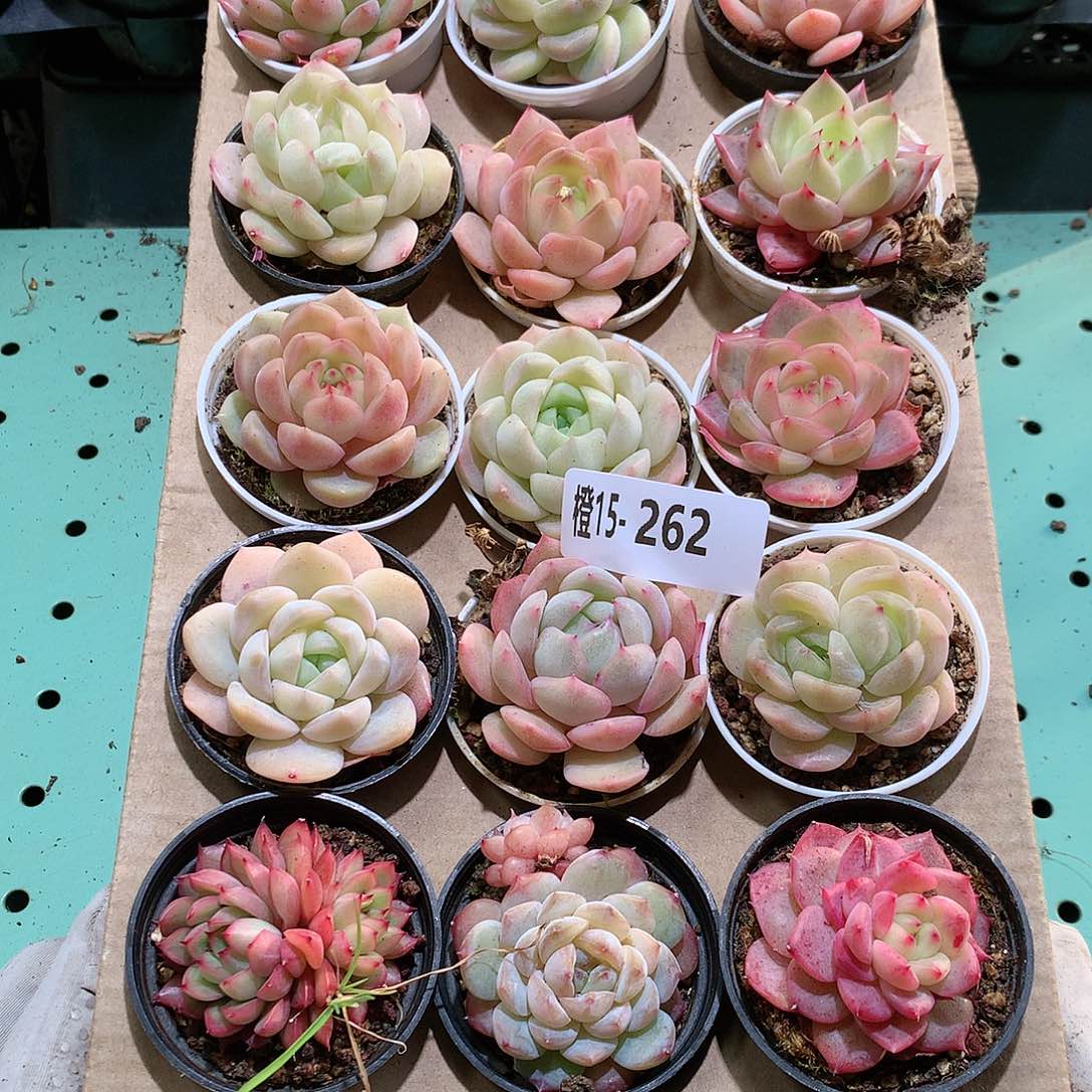 15-262一物一拍带盆18颗。