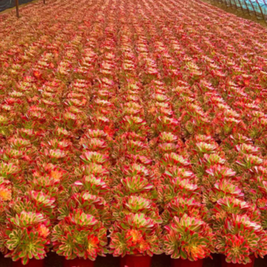 粉女郎法师名贵多肉植物适合室内养植