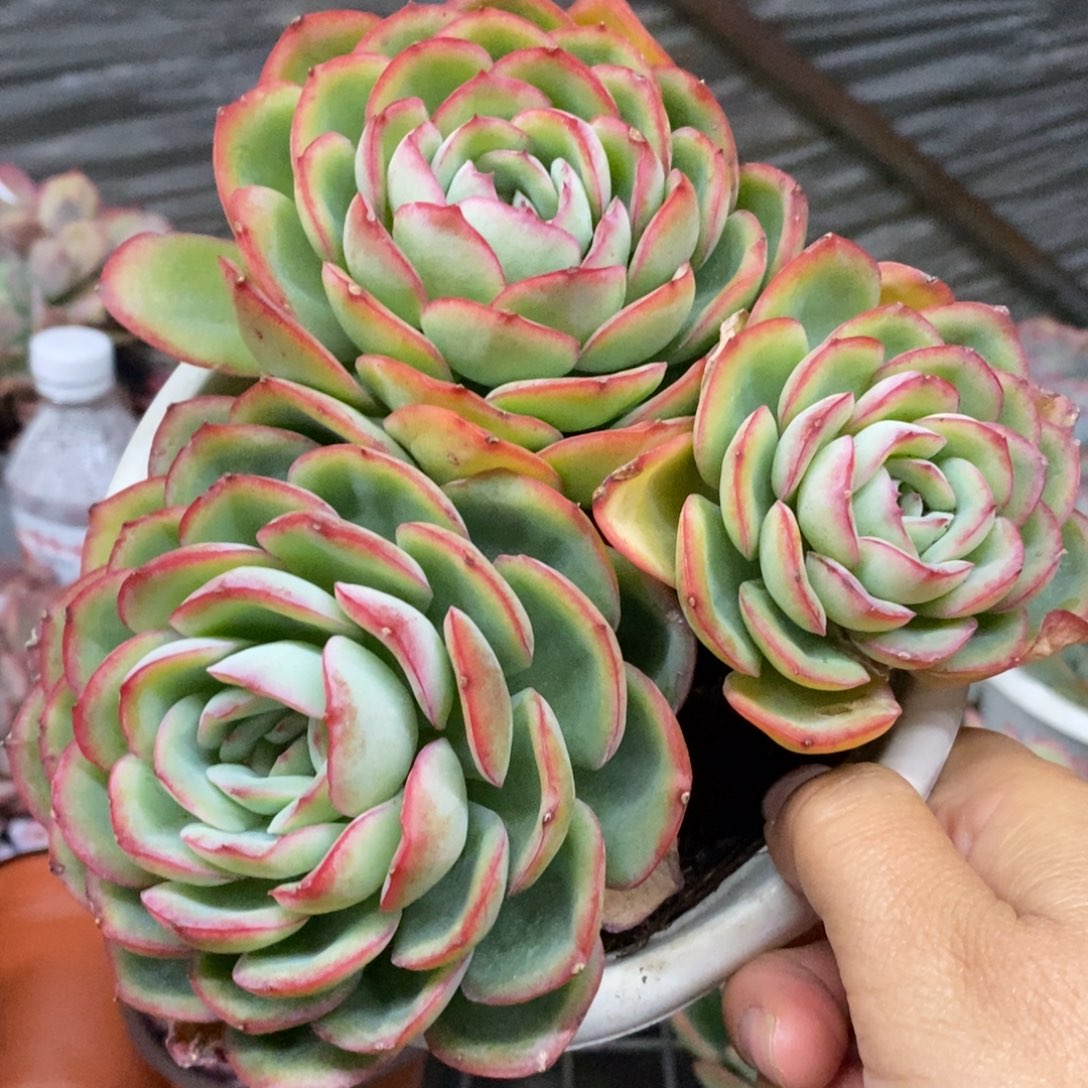 晨露三大头起发老桩